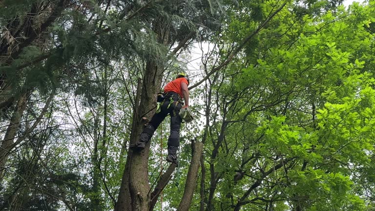 Best Seasonal Cleanup (Spring/Fall)  in Central Point, OR